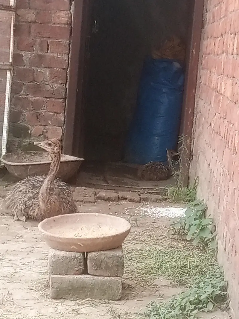 ostrich — photo 2