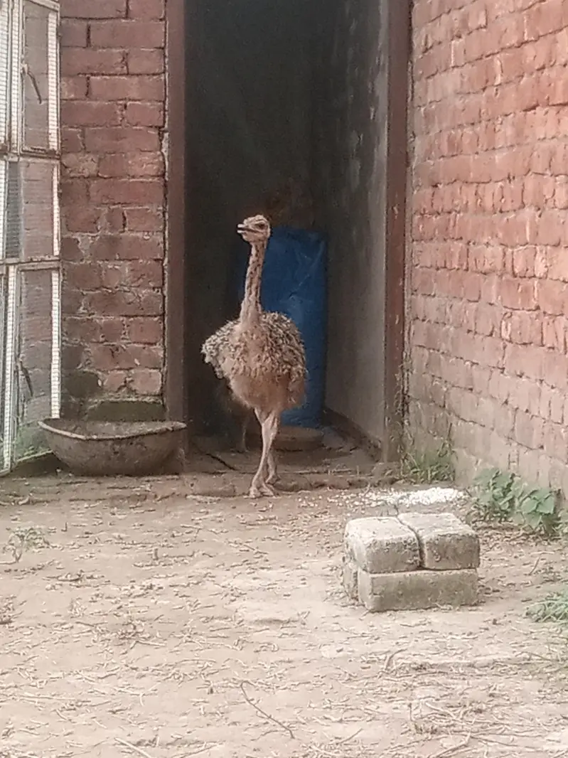 ostrich — photo 3