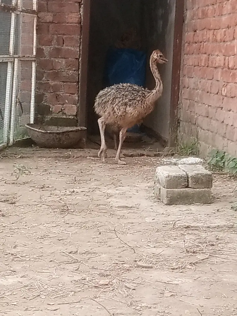 ostrich — photo 4