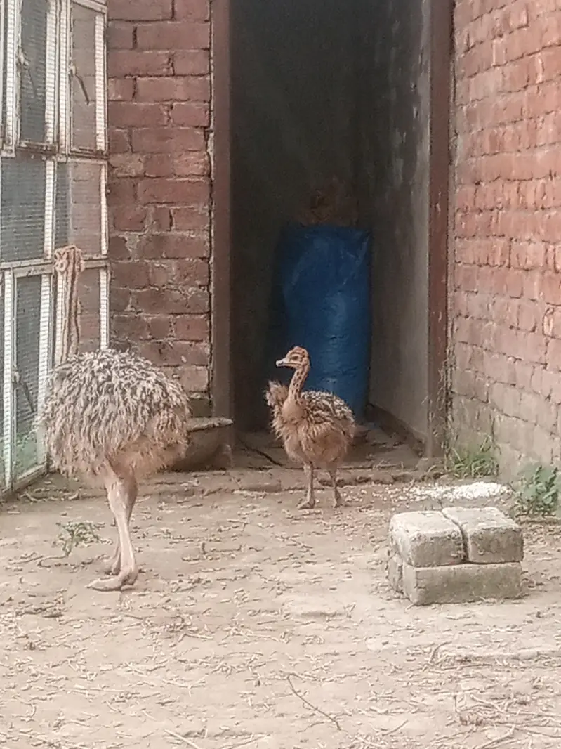 ostrich — photo 5