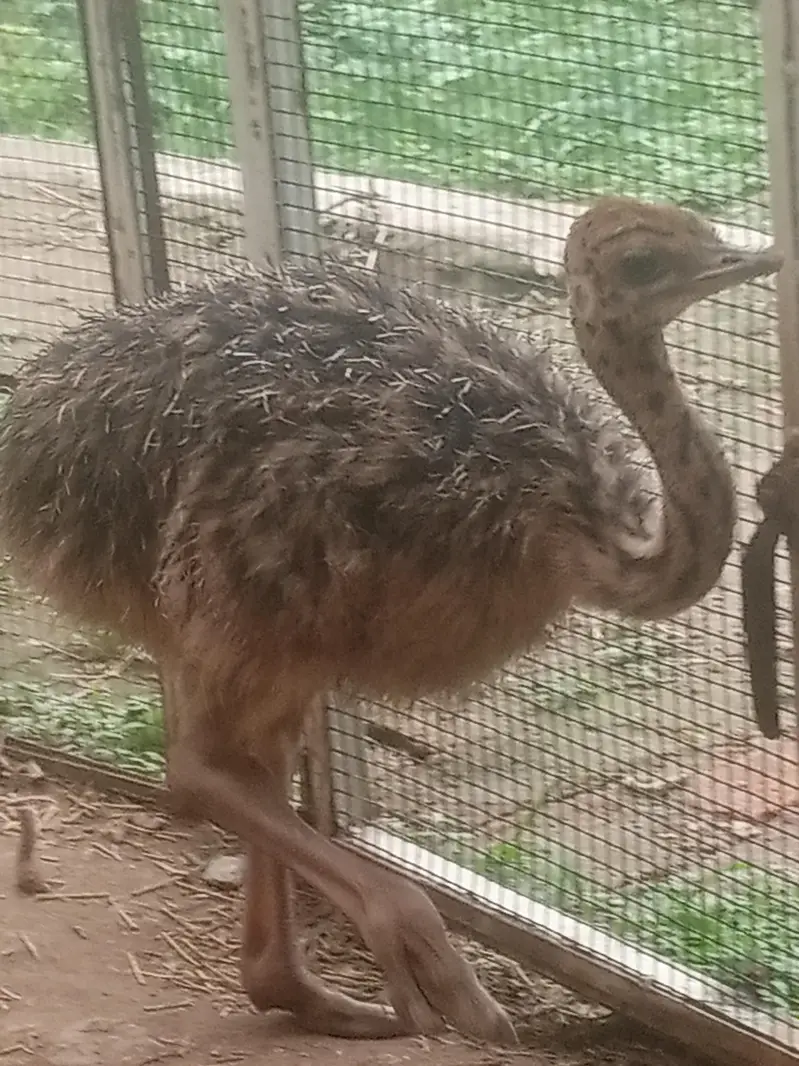 ostrich — photo 6