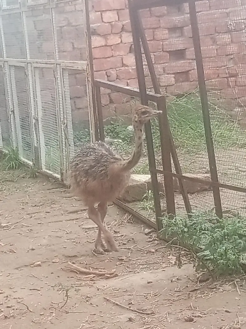 ostrich — photo 7
