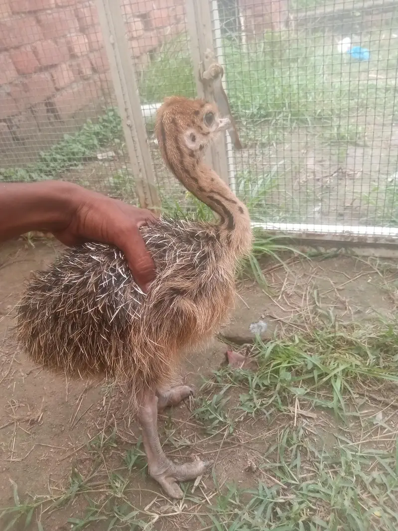 ostrich — photo 8