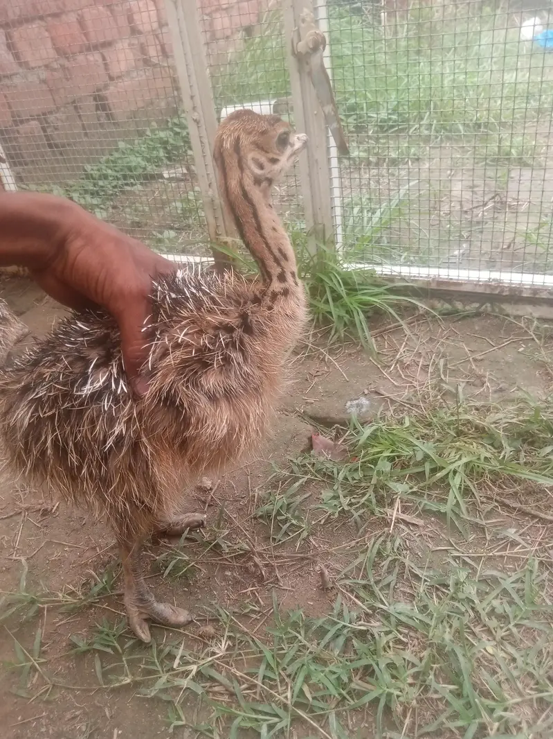 ostrich — photo 9