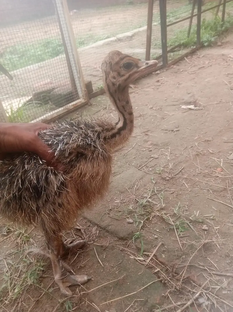ostrich — photo 10