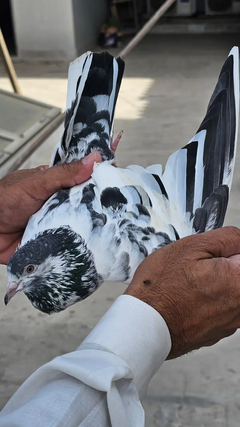 Prince Kamagar Female — photo 4