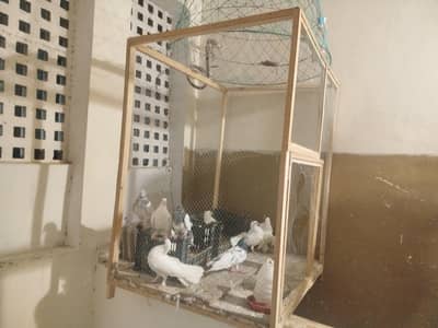 cage for sale