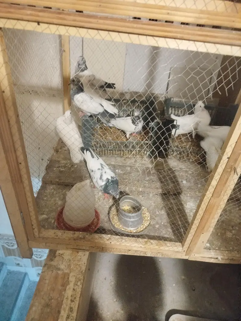 cage for sale — photo 3