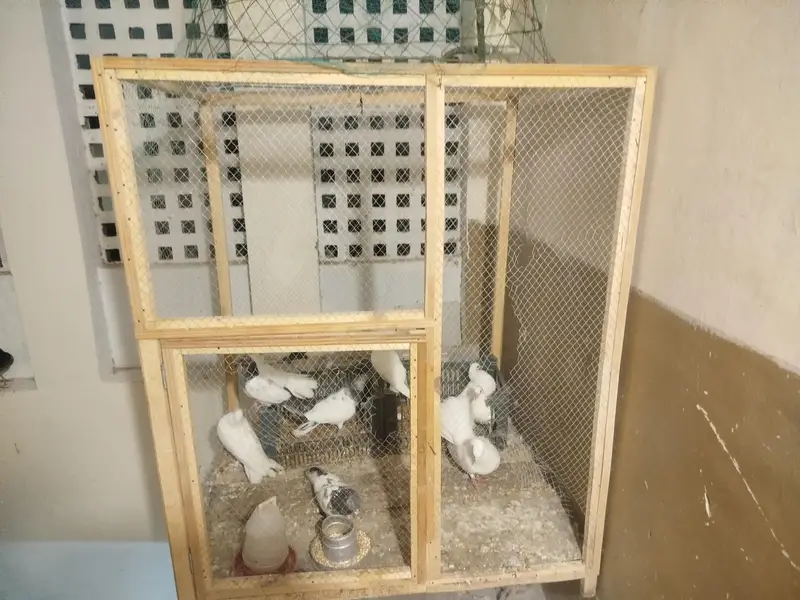 cage for sale — photo 4