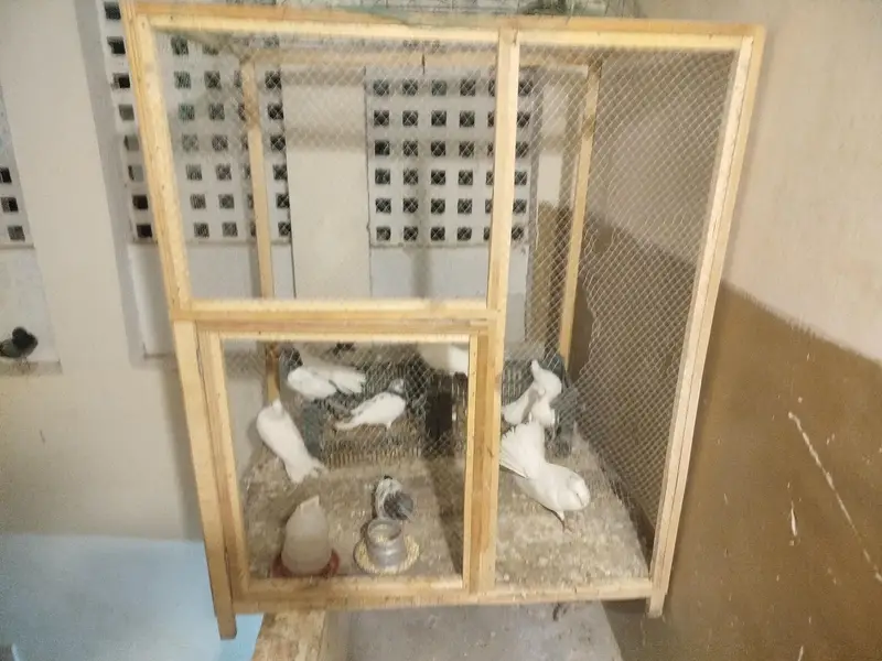 cage for sale — photo 5