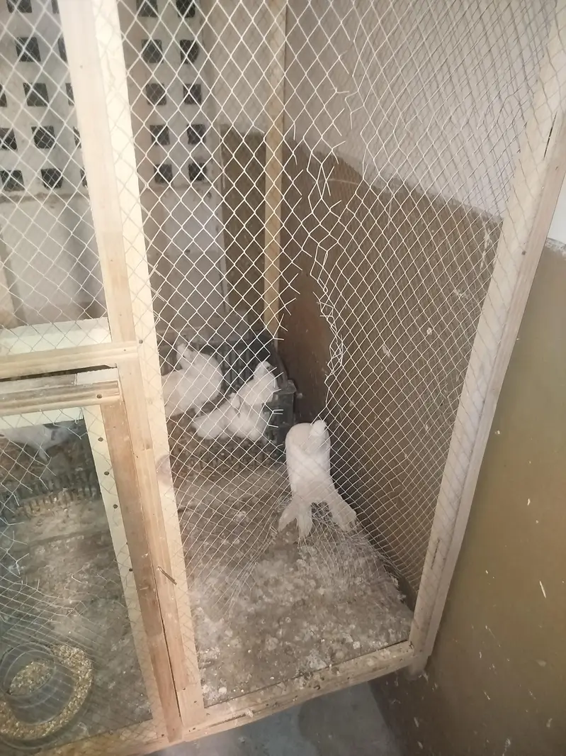 cage for sale — photo 6