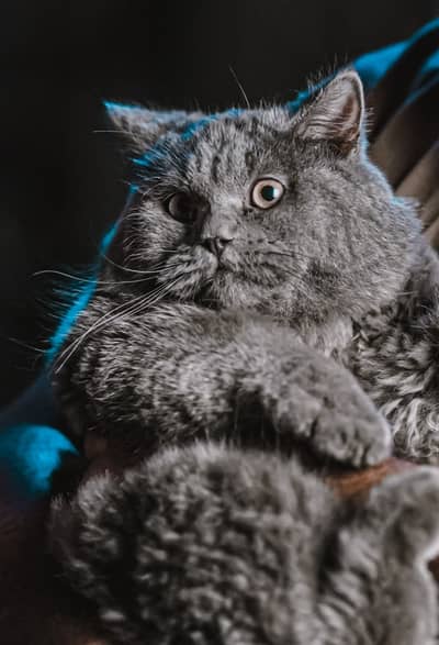 British Shorthair Neutered Male Cat – Grey