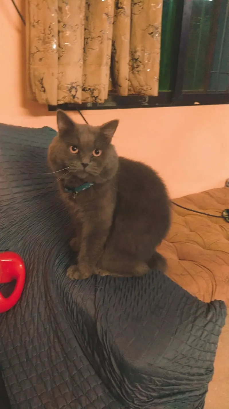 British Shorthair Neutered Male Cat – Grey — photo 4