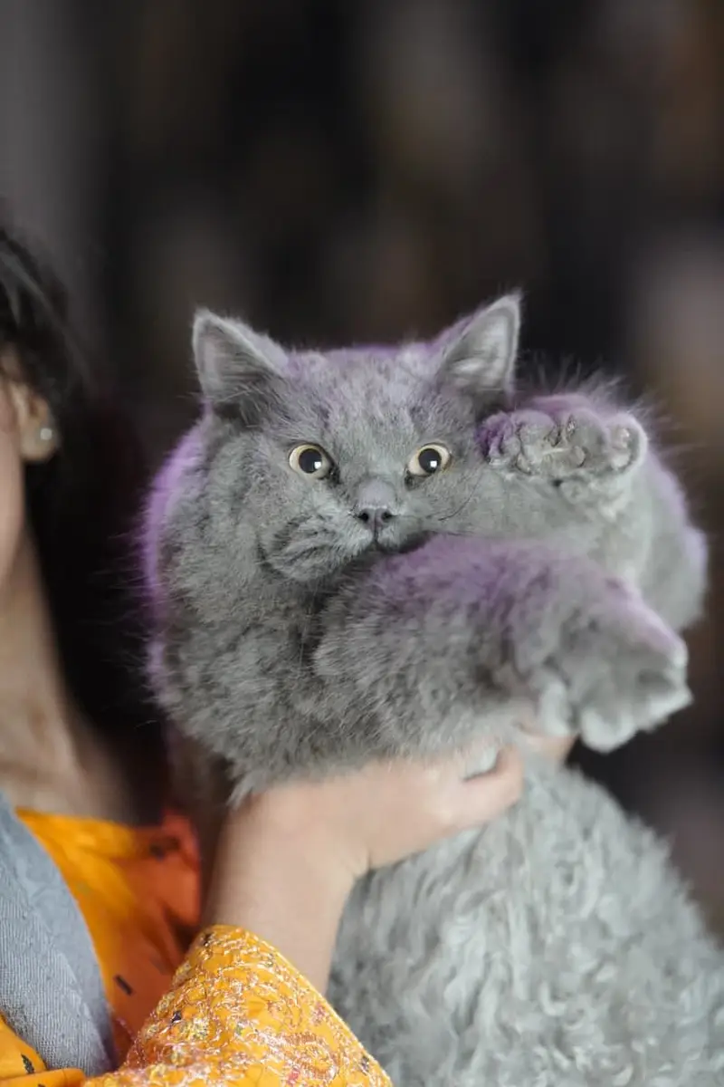 British Shorthair Neutered Male Cat – Grey — photo 9
