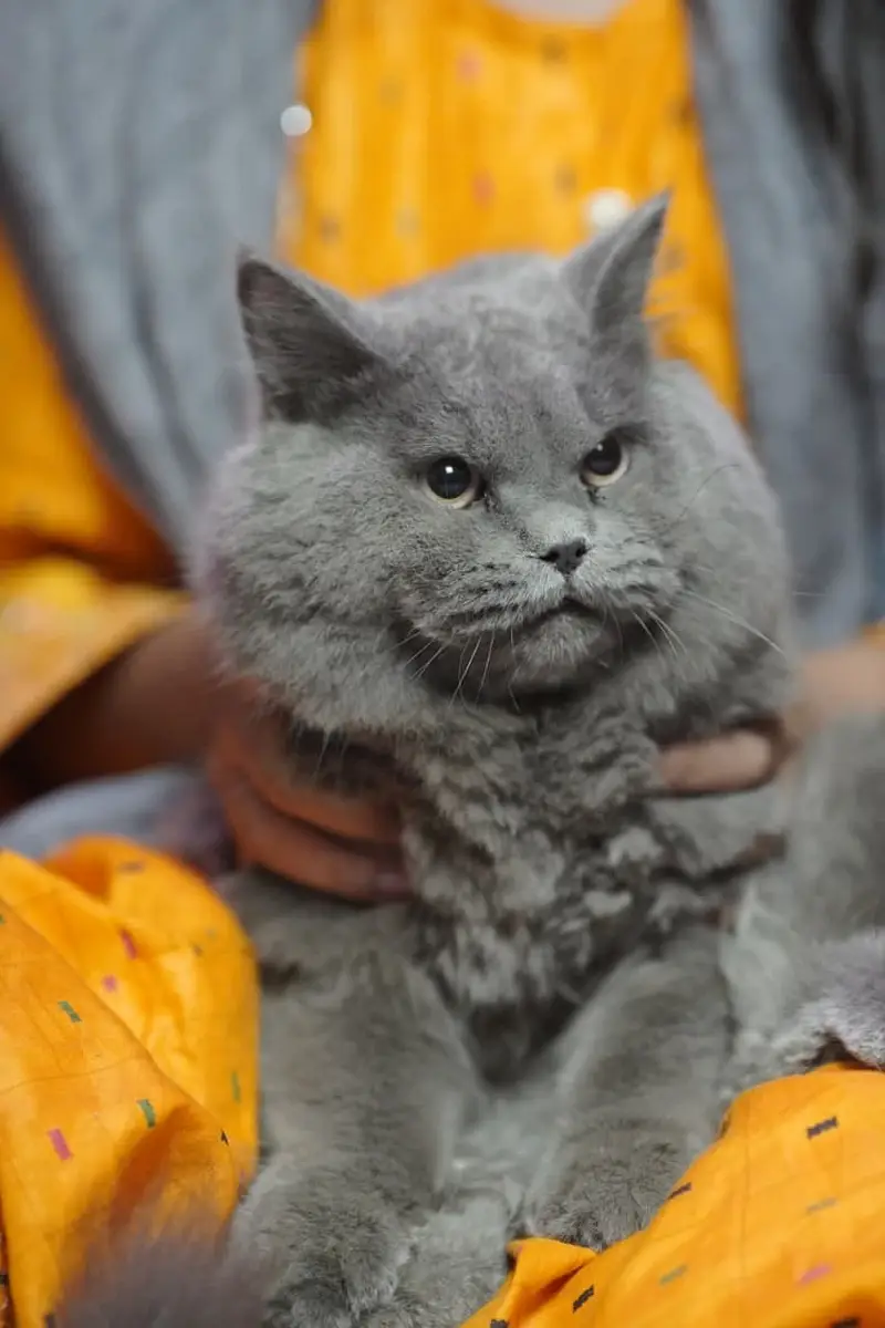 British Shorthair Neutered Male Cat – Grey — photo 10