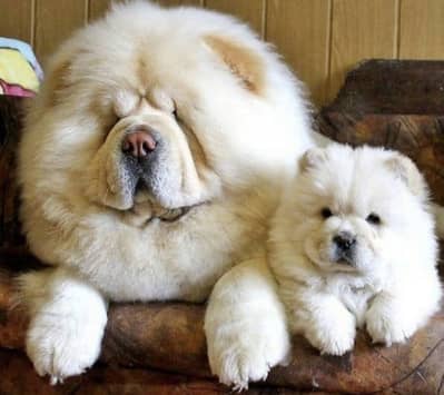 Chow chow puppies 0330*540*six*115