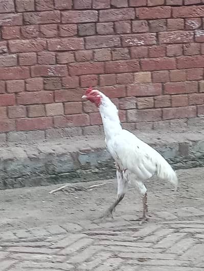 Hight quality aseel