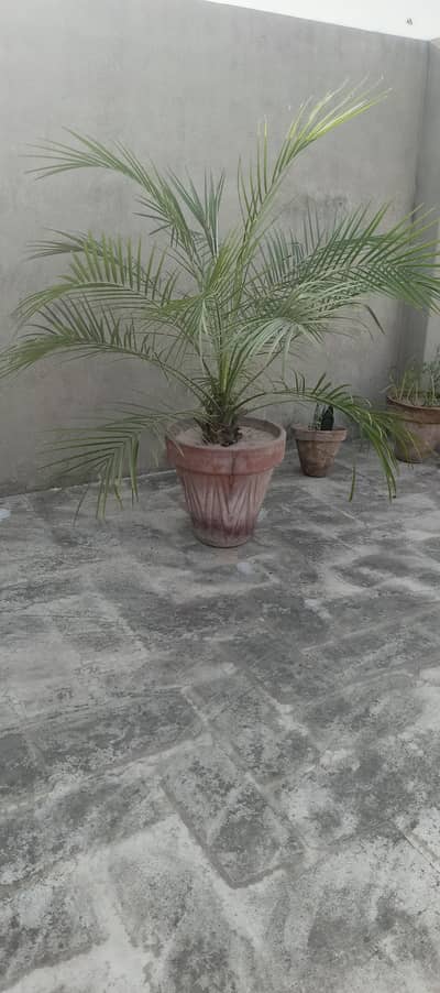 plants for sale