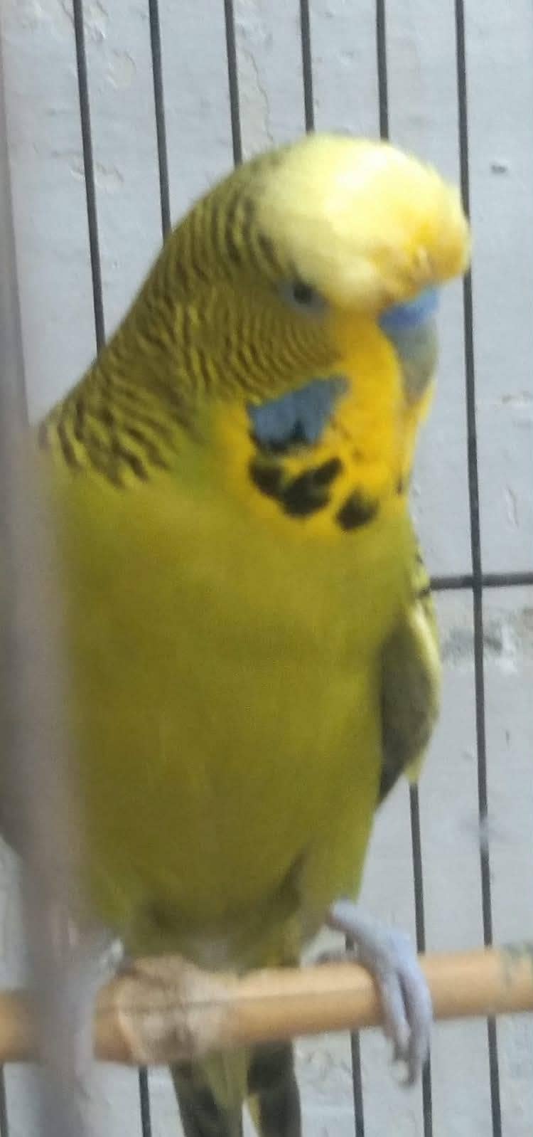axzibition 5