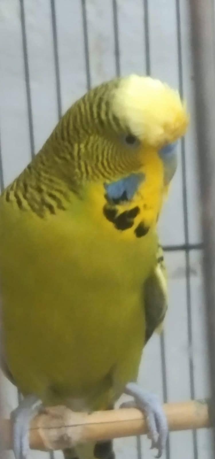 axzibition 7