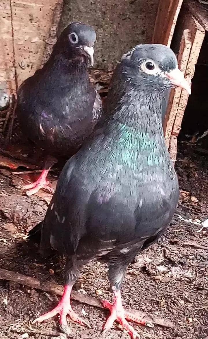 Quality Pigeons 0
