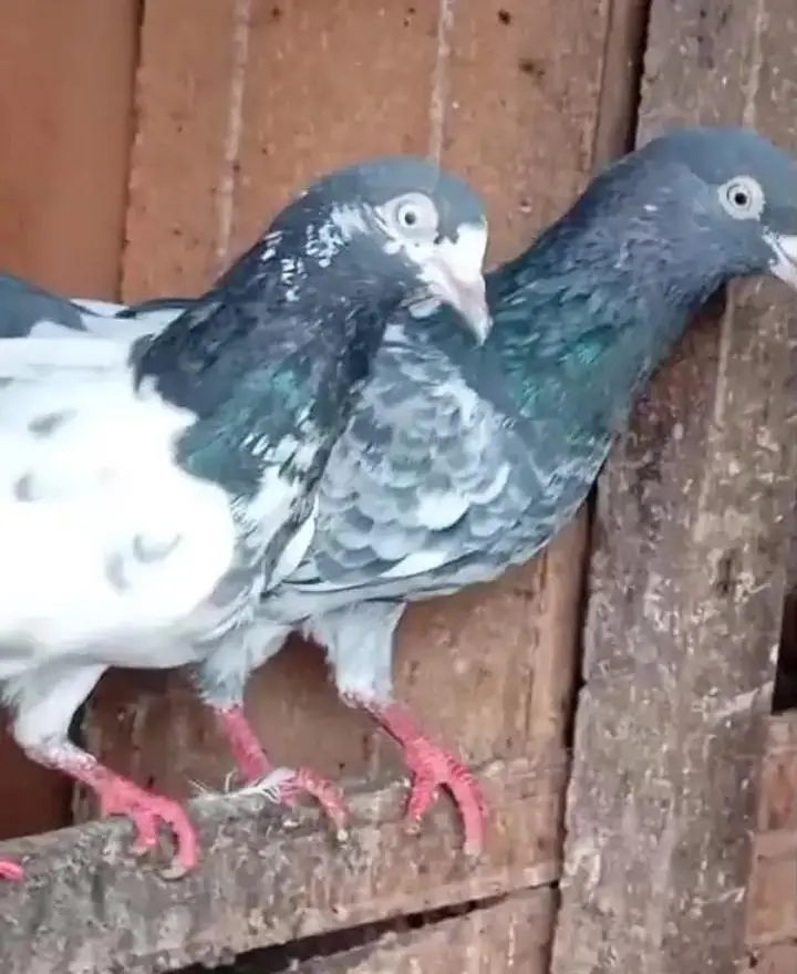 Quality Pigeons — photo 2