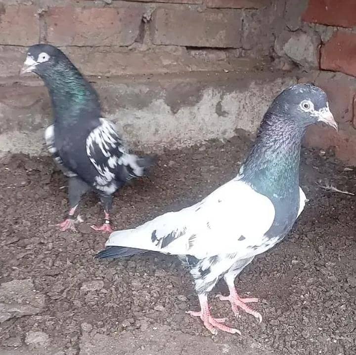 Quality Pigeons 2