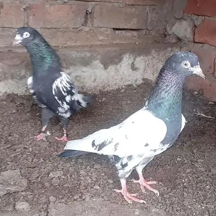 Quality Pigeons — photo 3
