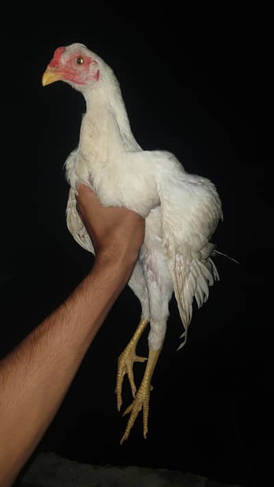 aseel white chozay