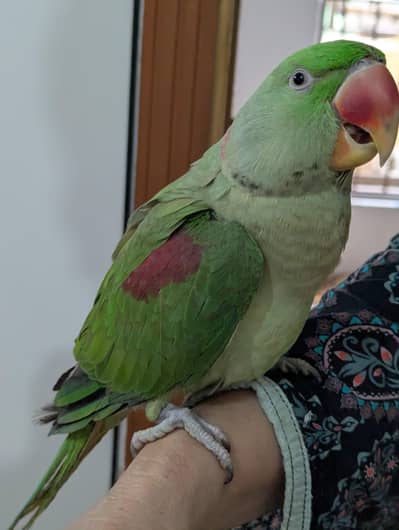 raw parrot for sale