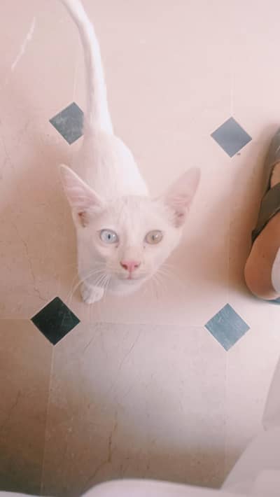 fully friendly cat baby