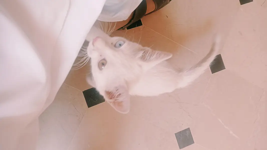 fully friendly cat baby — photo 2