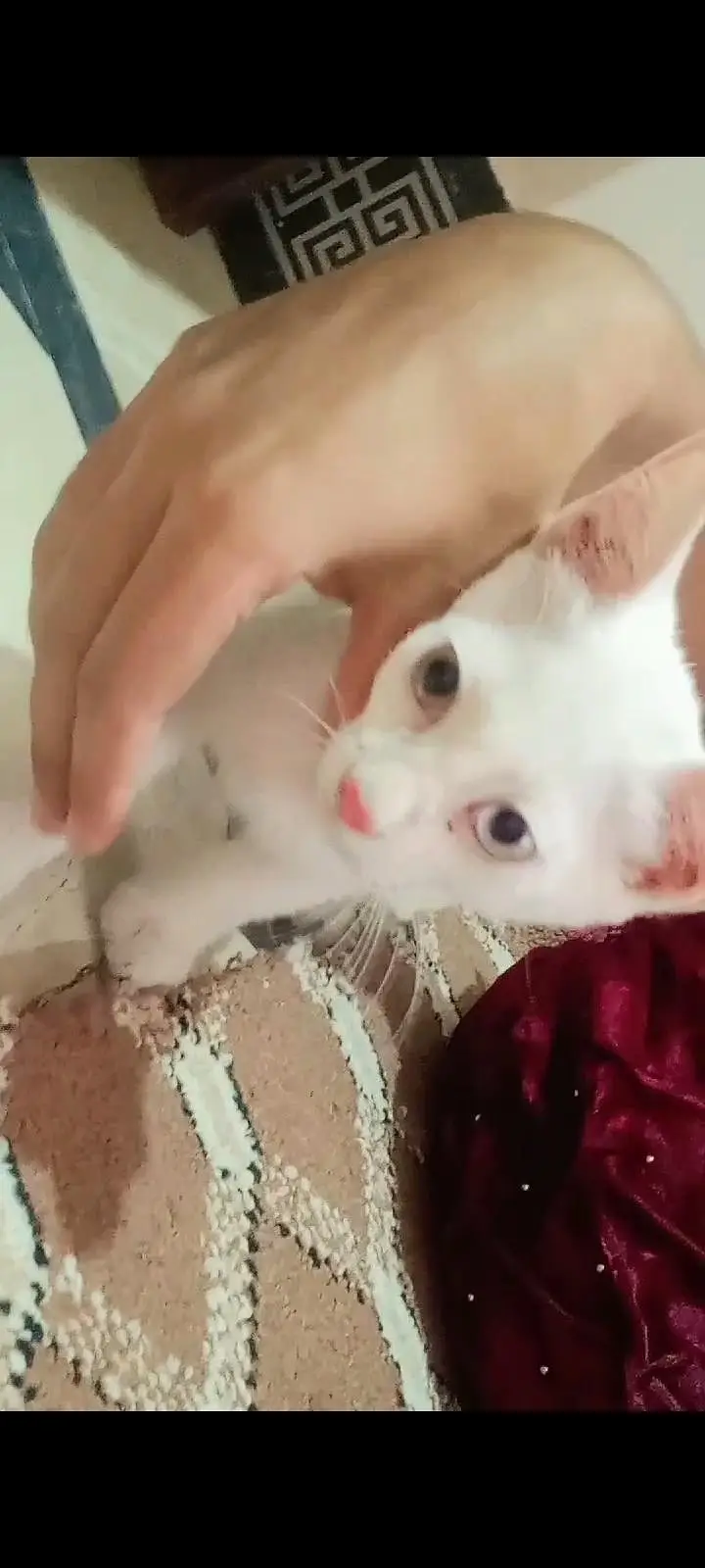fully friendly cat baby — photo 3