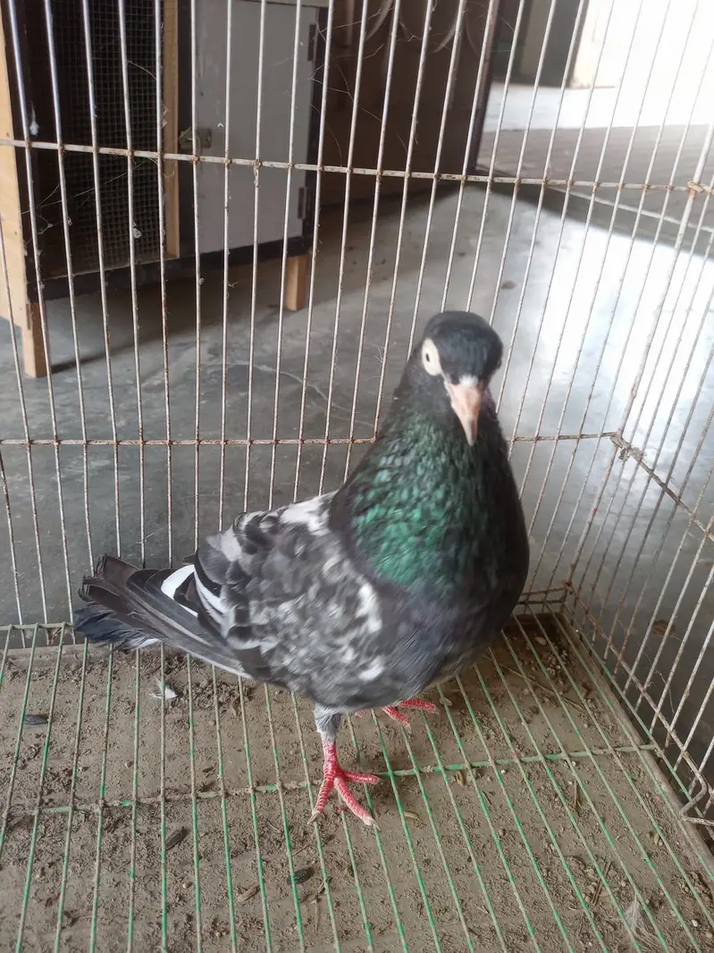 Handtame Rangeen Teddy Nar Pair sale — photo 3