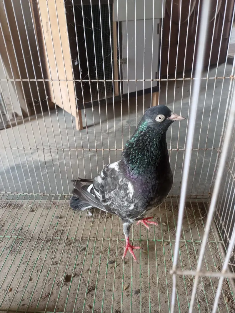 Handtame Rangeen Teddy Nar Pair sale — photo 4
