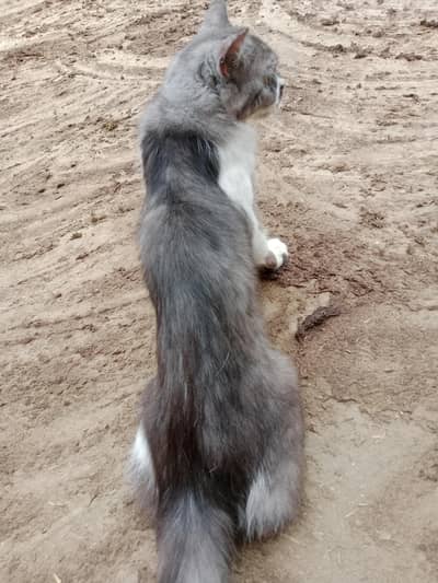 cat billi for sale my WhatsApp 03226337602