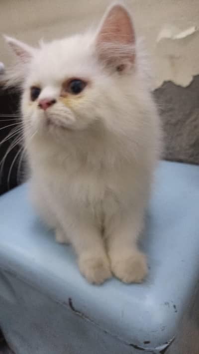 Persian White Male Punch Face