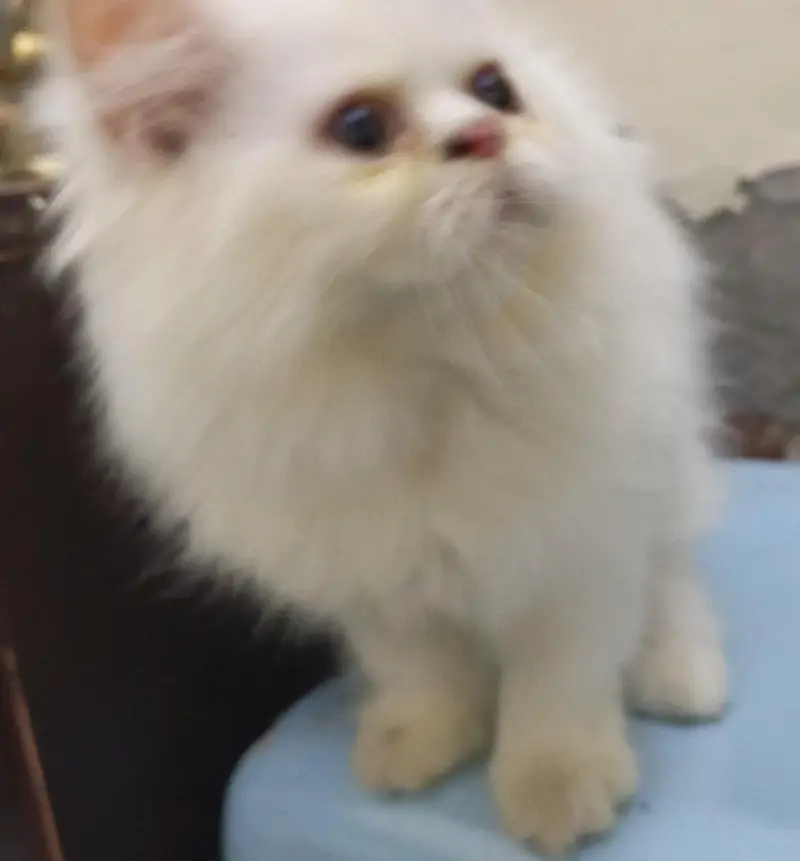 Persian White Male Punch Face — photo 2