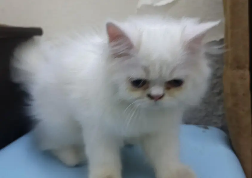 Persian White Male Punch Face — photo 3