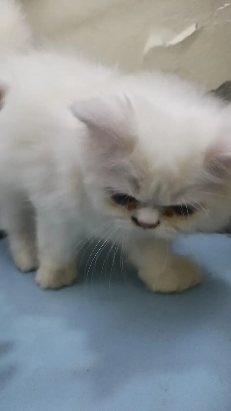 Persian White Male Punch Face — photo 5
