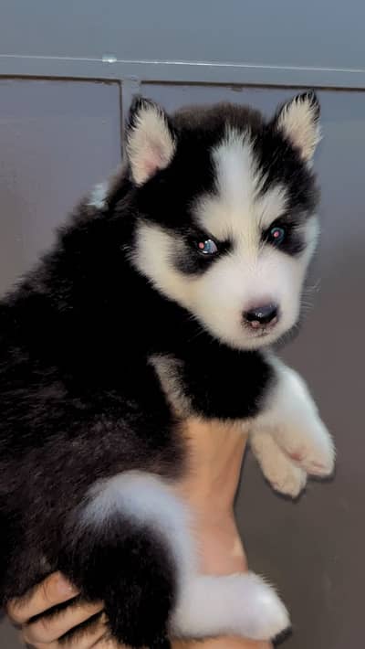 husky | Siberian Husky | Wolly Coat Husky | Husky Pupps For Sale