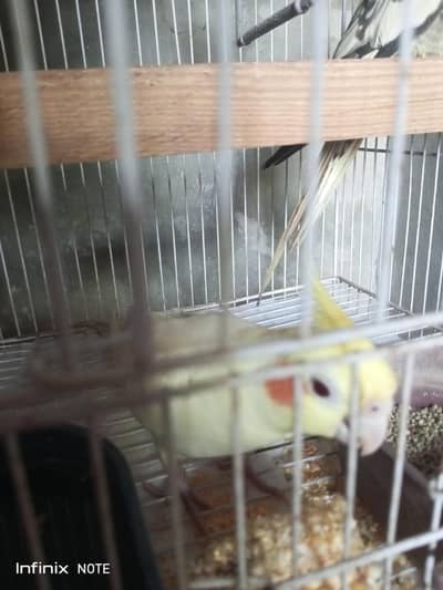 coctail pair for sale only 5 k finl loction quaidabad khushab