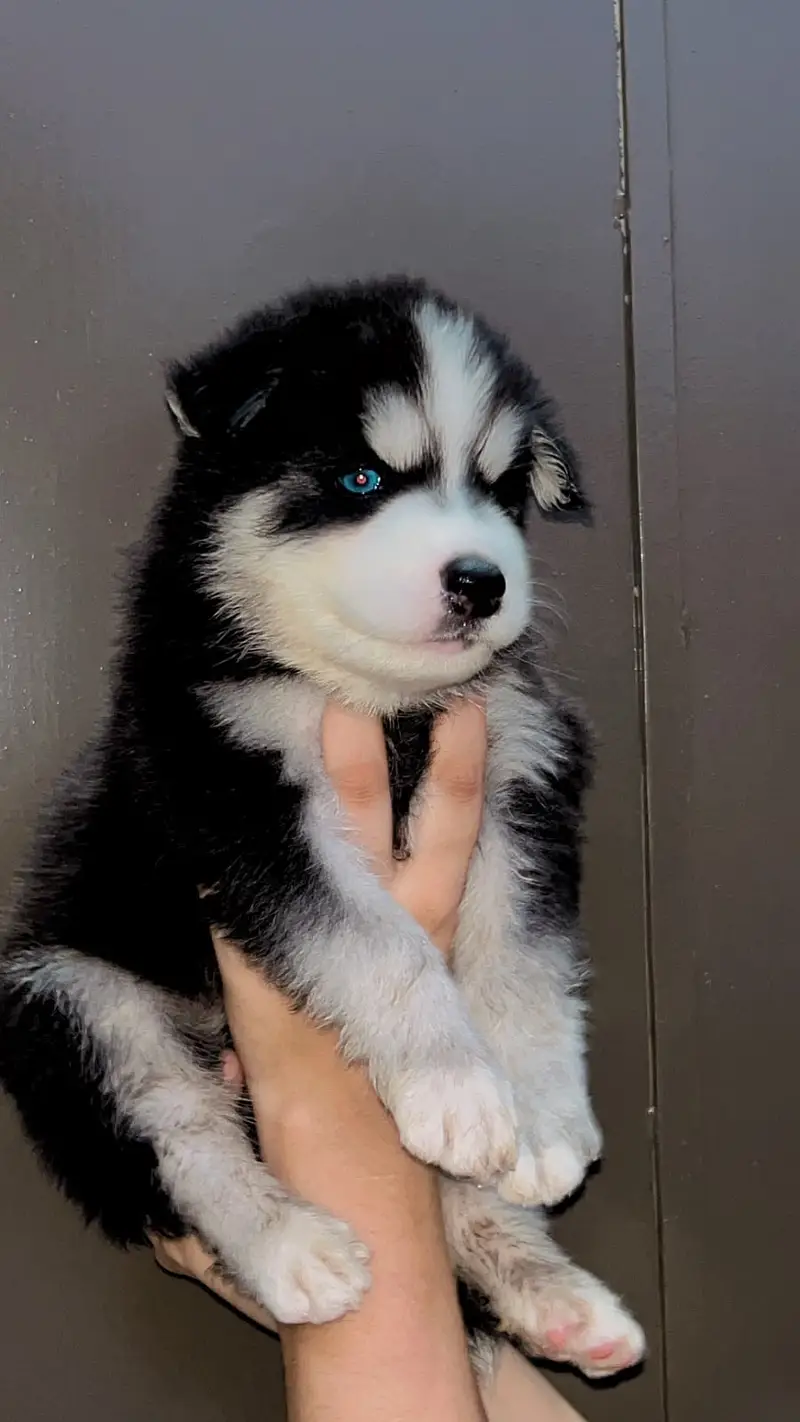 husky | Siberian Husky | Wolly Coat Husky | Husky Pupps For Sale — photo 2
