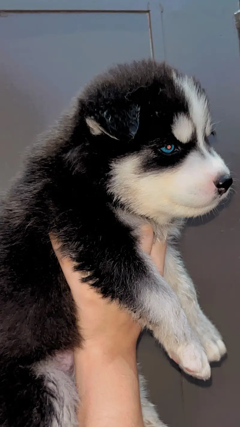 husky | Siberian Husky | Wolly Coat Husky | Husky Pupps For Sale — photo 3