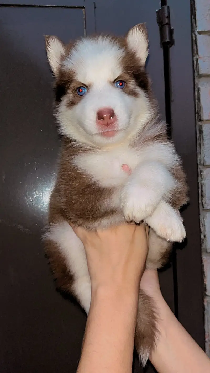 husky | Siberian Husky | Wolly Coat Husky | Husky Pupps For Sale — photo 4