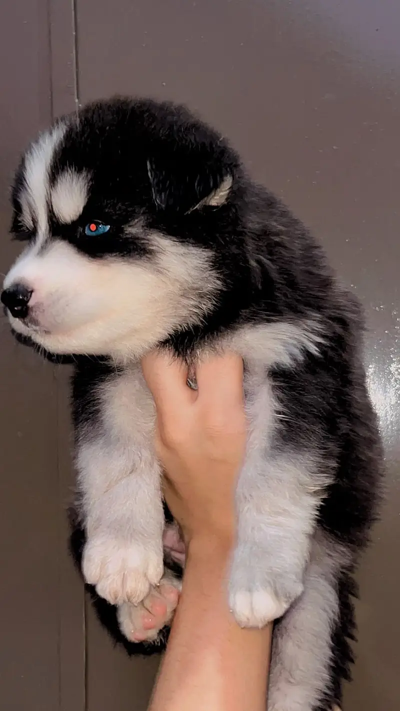 husky | Siberian Husky | Wolly Coat Husky | Husky Pupps For Sale — photo 5