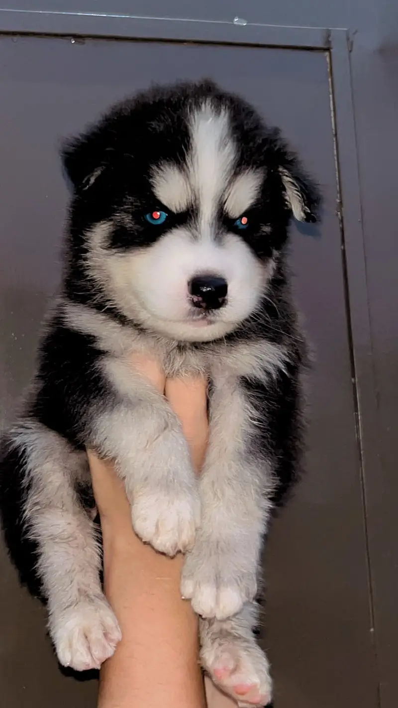 husky | Siberian Husky | Wolly Coat Husky | Husky Pupps For Sale — photo 6