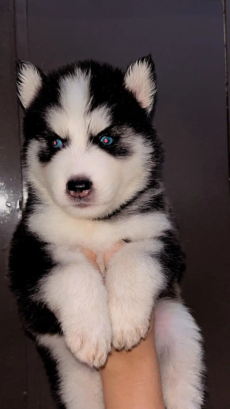 husky | Siberian Husky | Wolly Coat Husky | Husky Pupps For Sale — photo 7