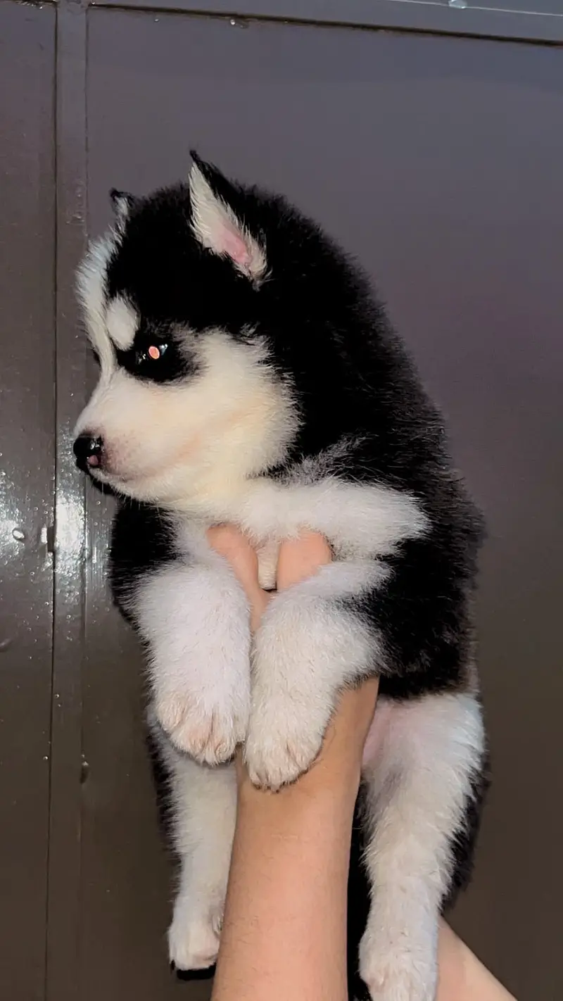 husky | Siberian Husky | Wolly Coat Husky | Husky Pupps For Sale — photo 8