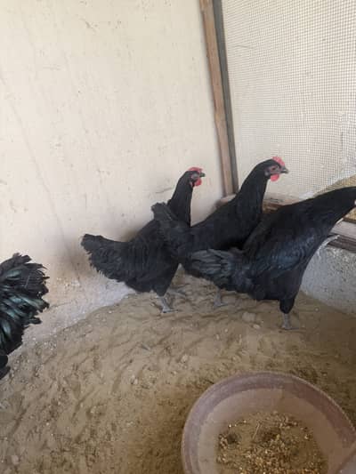 Astrolof available for sale 6 month old